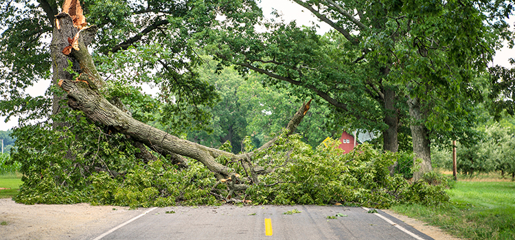 Tree Surgery In Nottingham